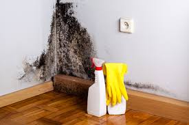 Environmental Consulting for Mold Prevention in Plain City, UT